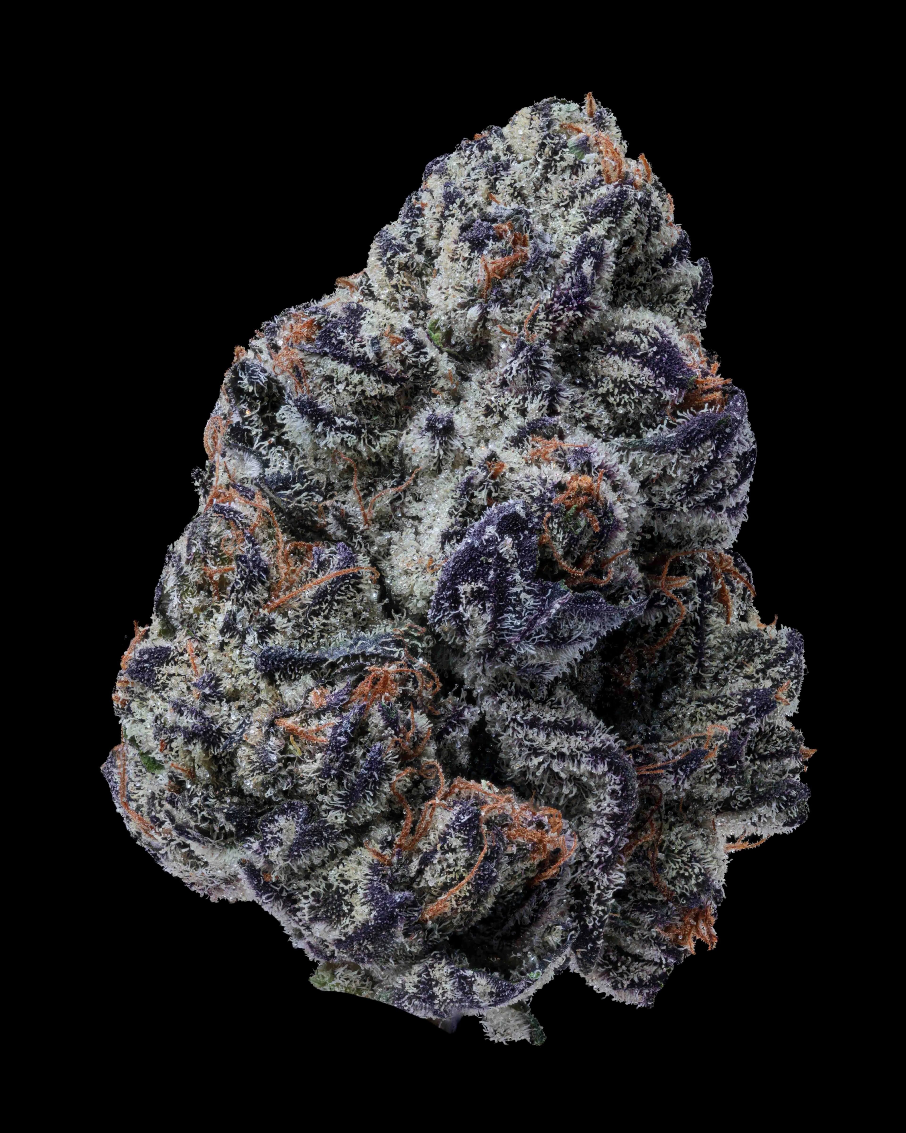 24/1 IUVO OC Killer Cupcake