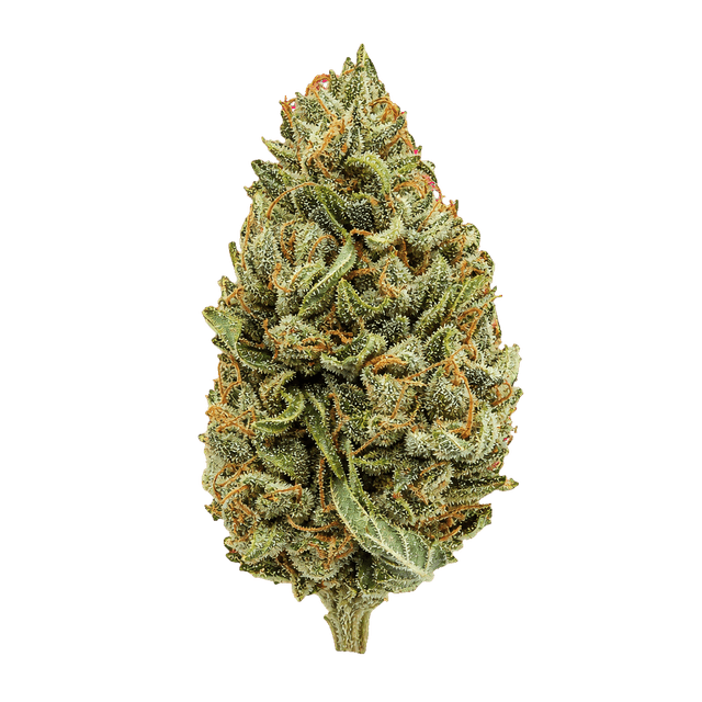 Cannamedical Sativa classic DK Super Lemon Haze