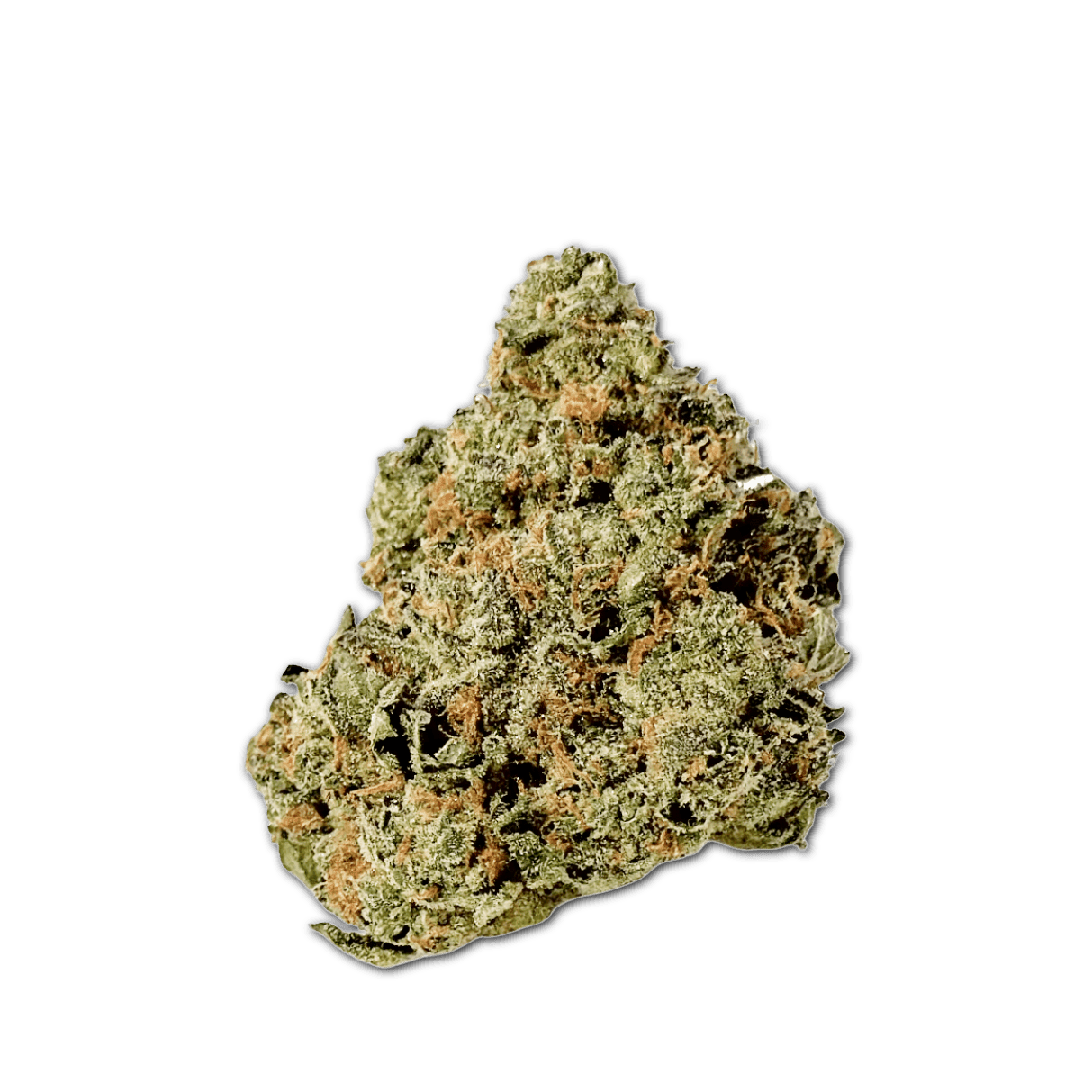 Barongo 26/1 DR Gastro Pop