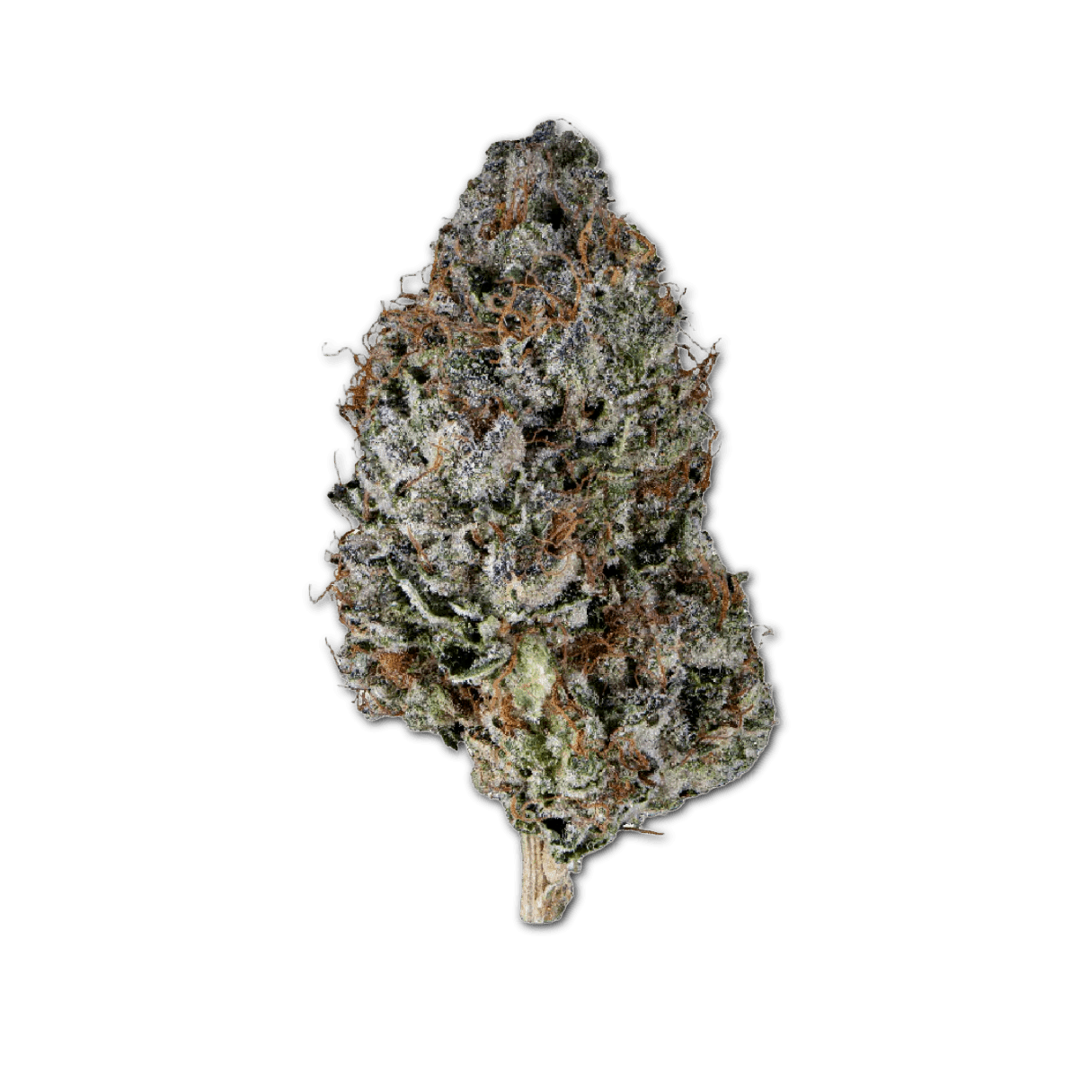 Tilray THC22 Sportlight Porto Beach Crasher