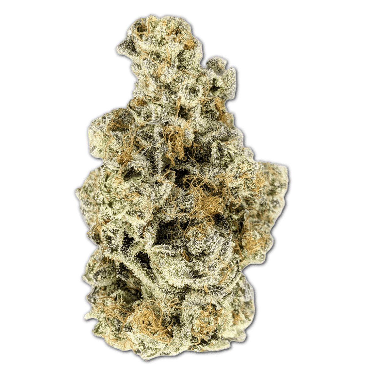 enua 22/1 BDO CA Black Dolato