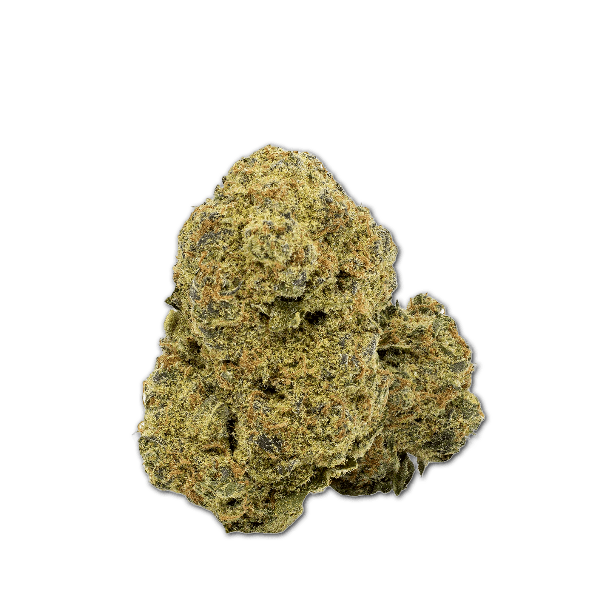 Wildlife 24/1 BG Blackberry Gelato