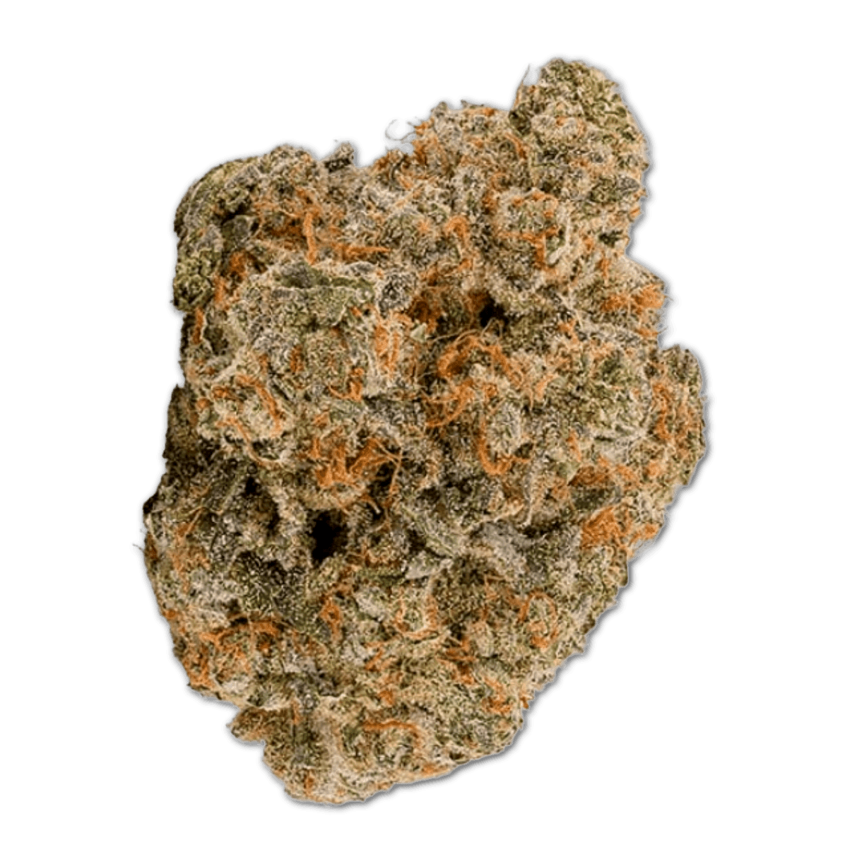 Bathera 25/1 BZ Blue Z