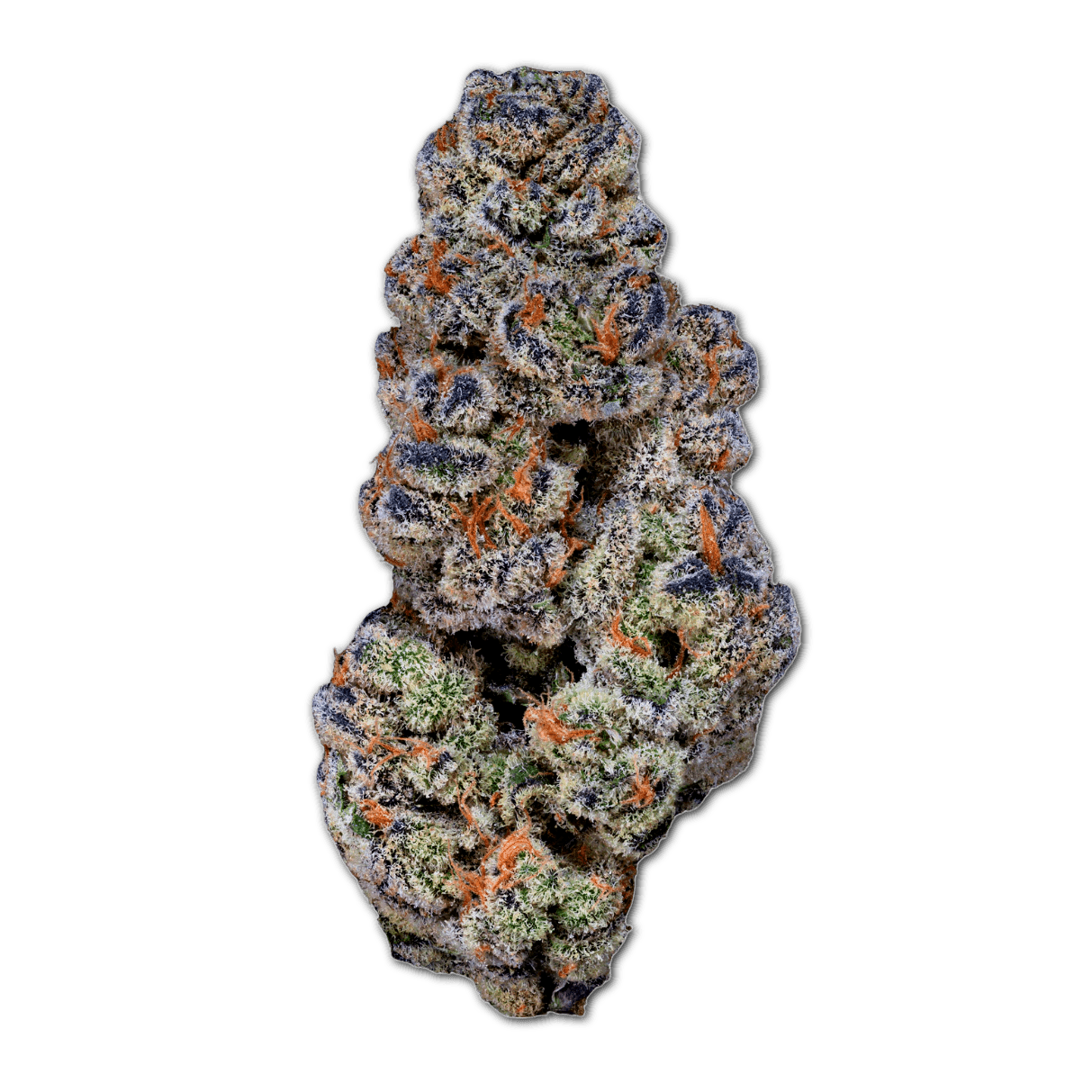 22/1 Amici BH Blueberry Headband