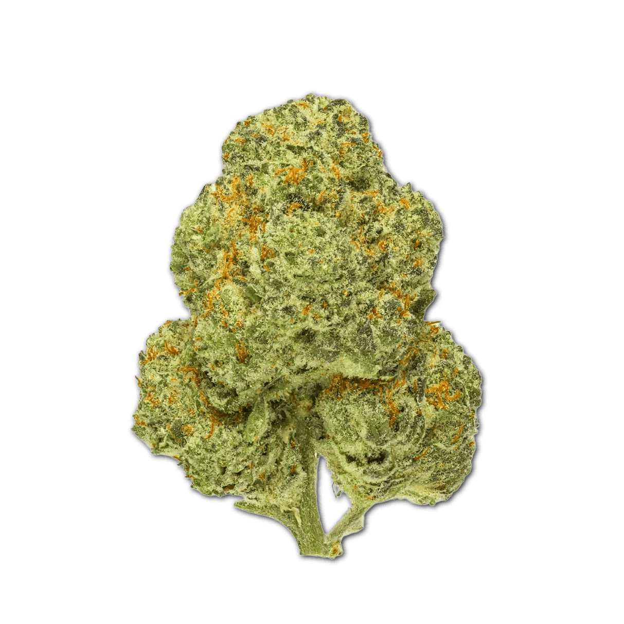 Pedanios 28/1 CMK-CA Chemango Kush