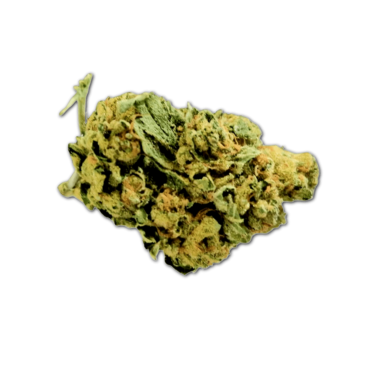 ACA 24/1 C Frosted Lemon Angel