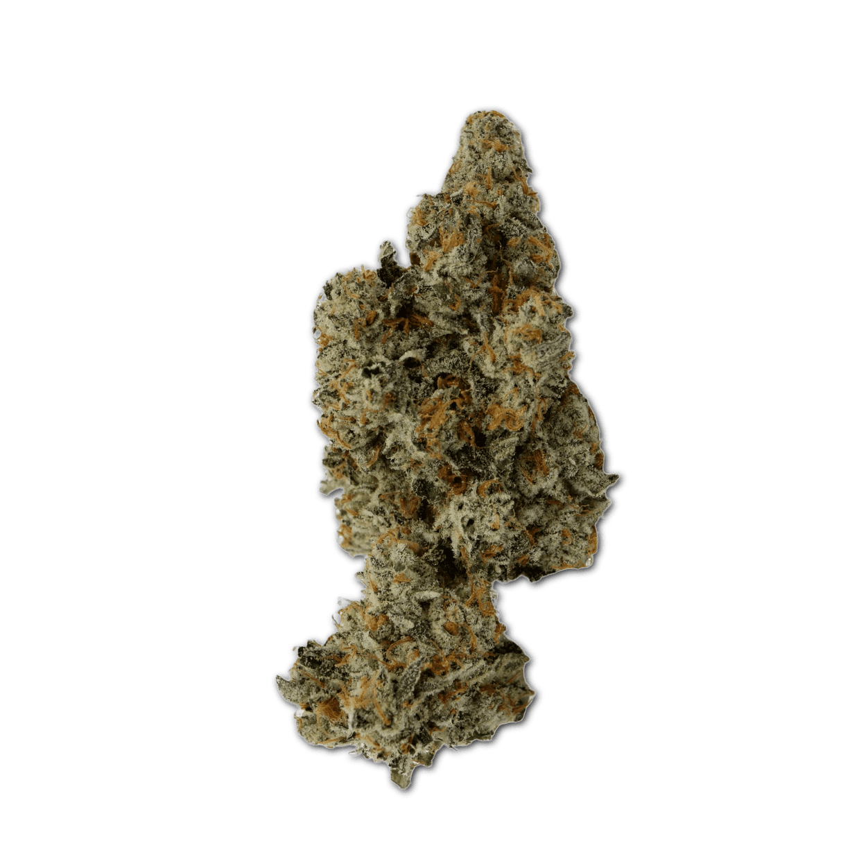 Bathera 25/1 GF Garlic Funk