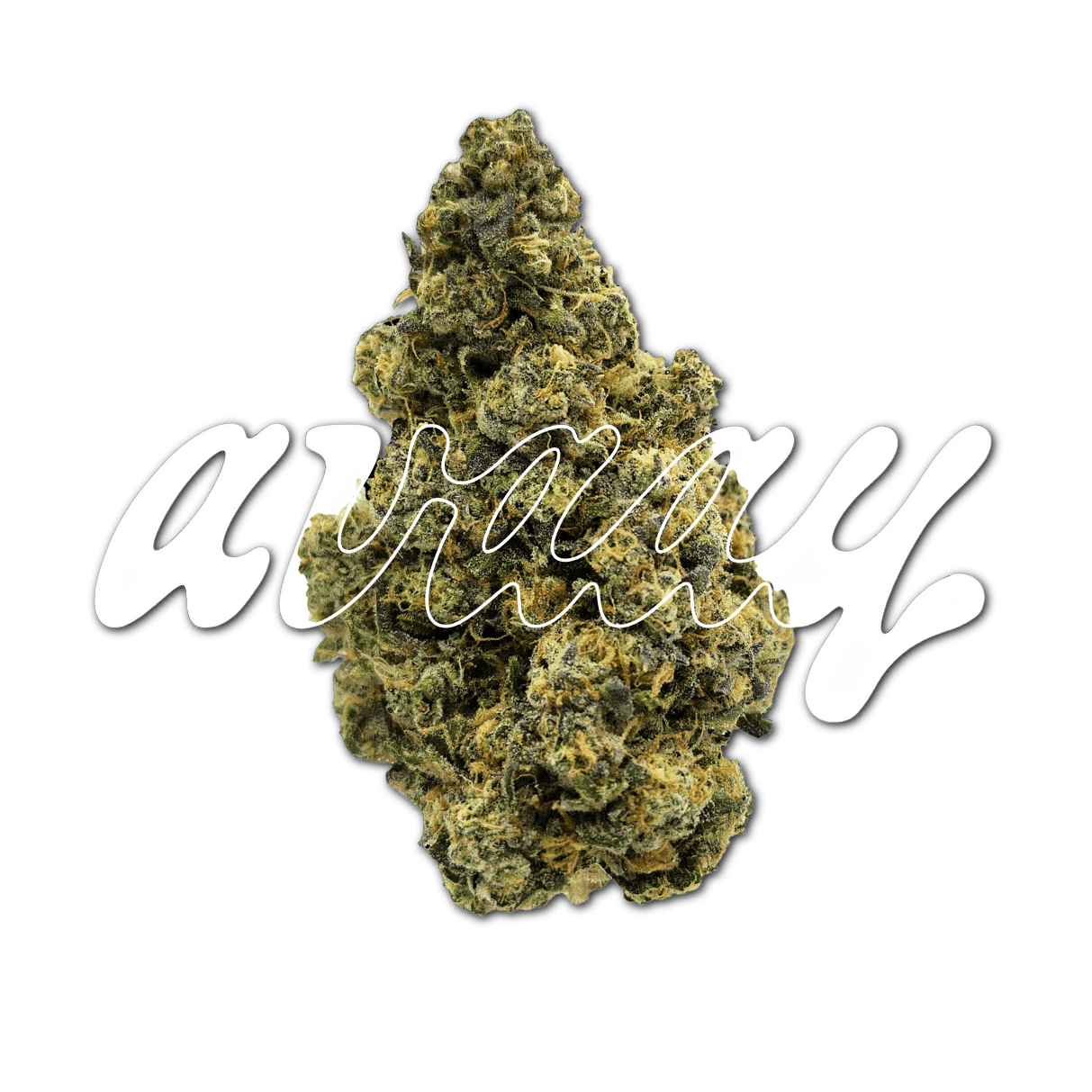 avaay SIGNATURE 31/1 GOG Gossip Gun