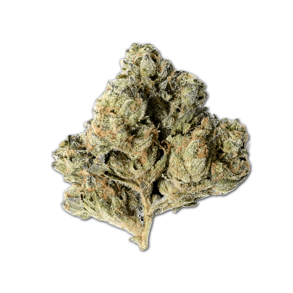 enua 25/1 HWB CA Head with Bang