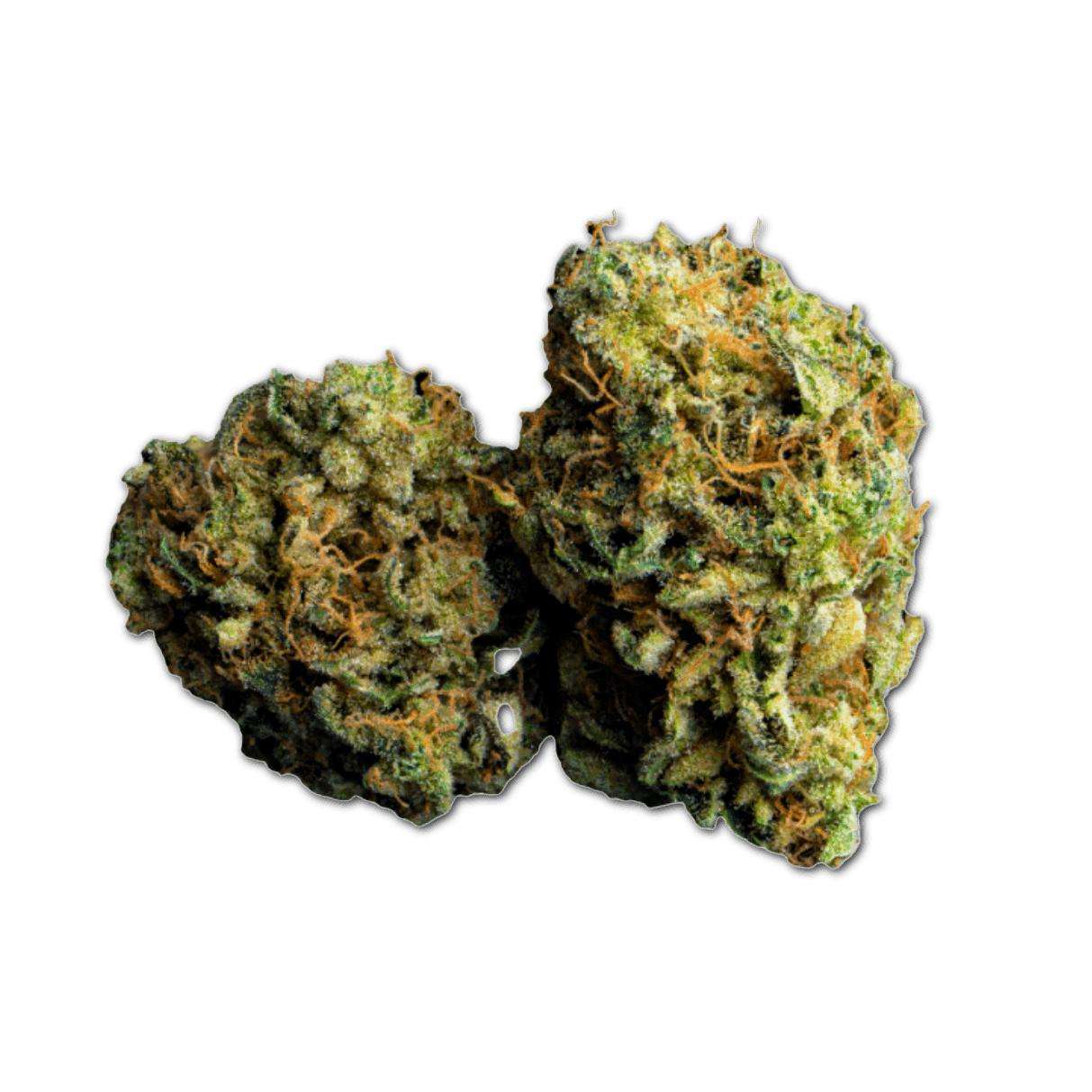 NICE 26/1 LC Lemon Cookies