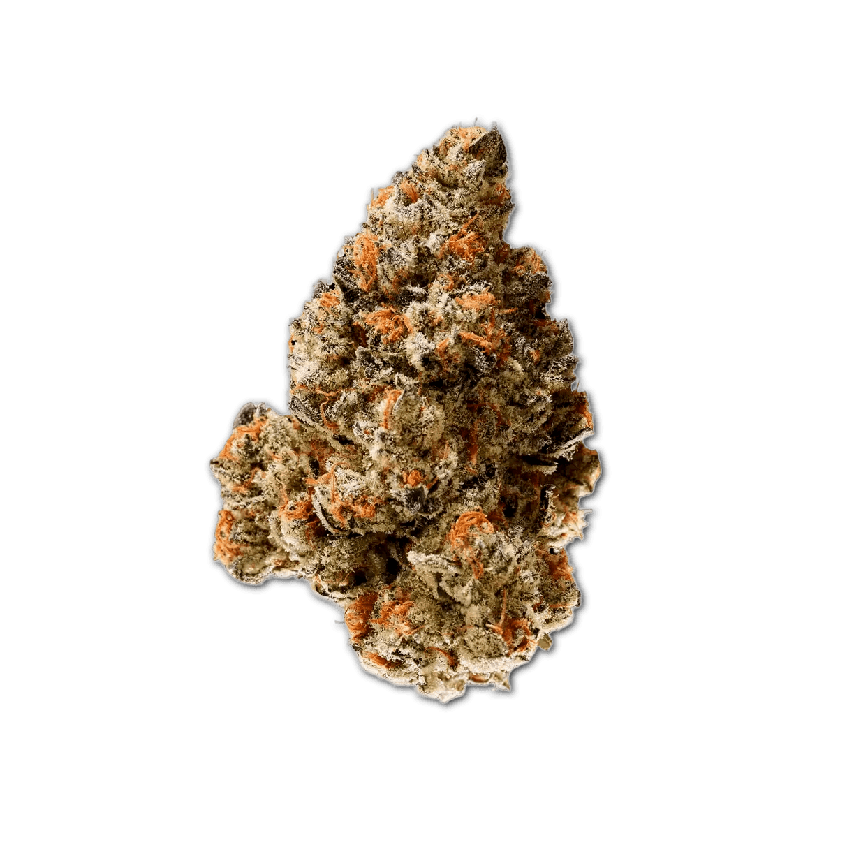 bava med 21/1 MAN CO