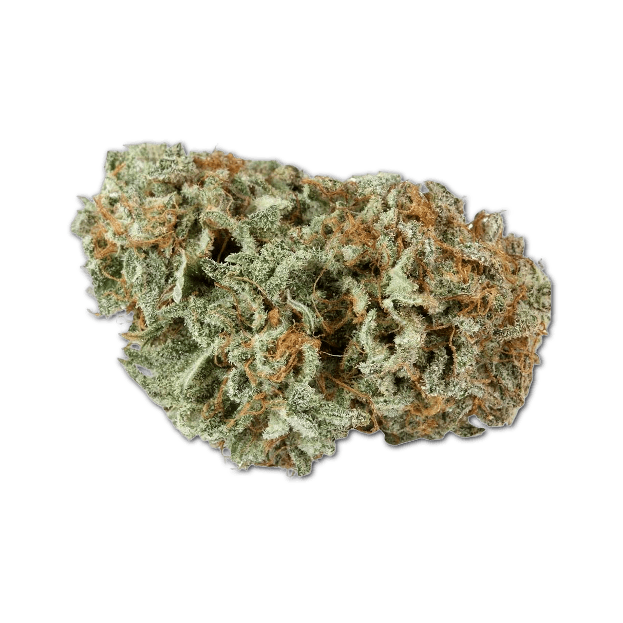 Navcora THC 15 Spotlight Porto Master Kush