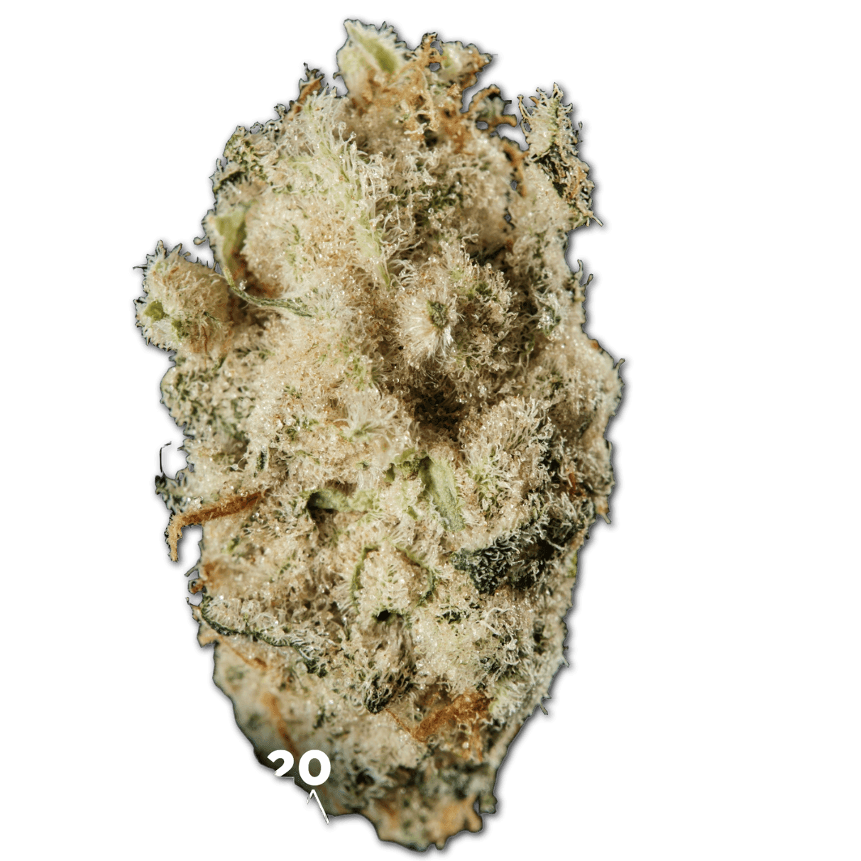 420 Evolution 30/1 CA MSP Masterpiece