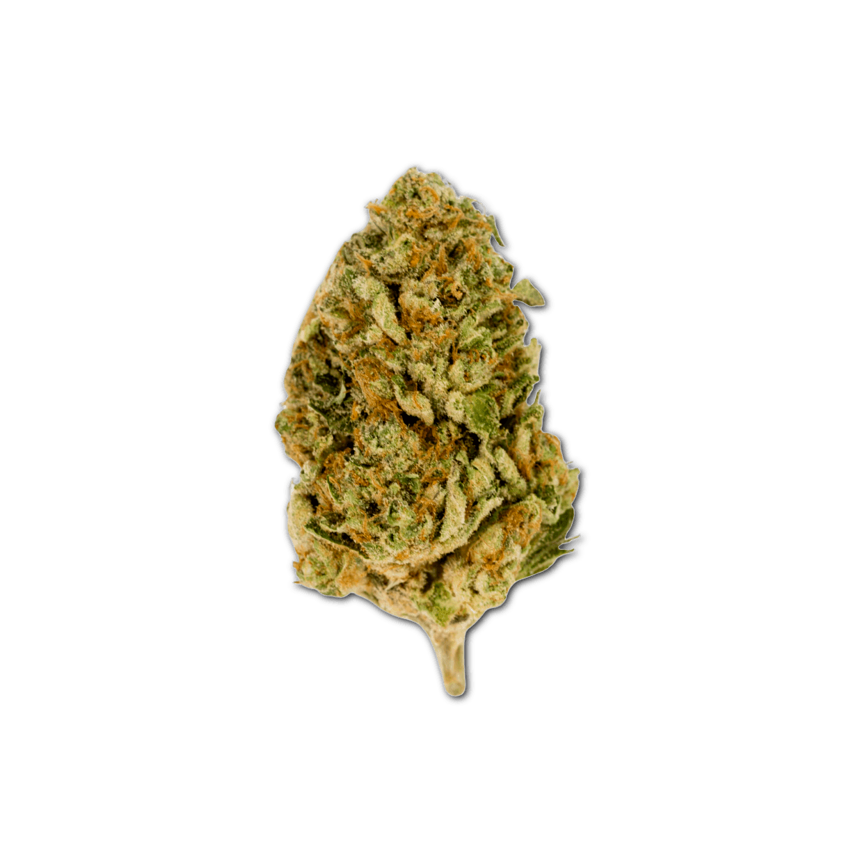 bava med 23/1 MIM-CO Mimosa Cookies