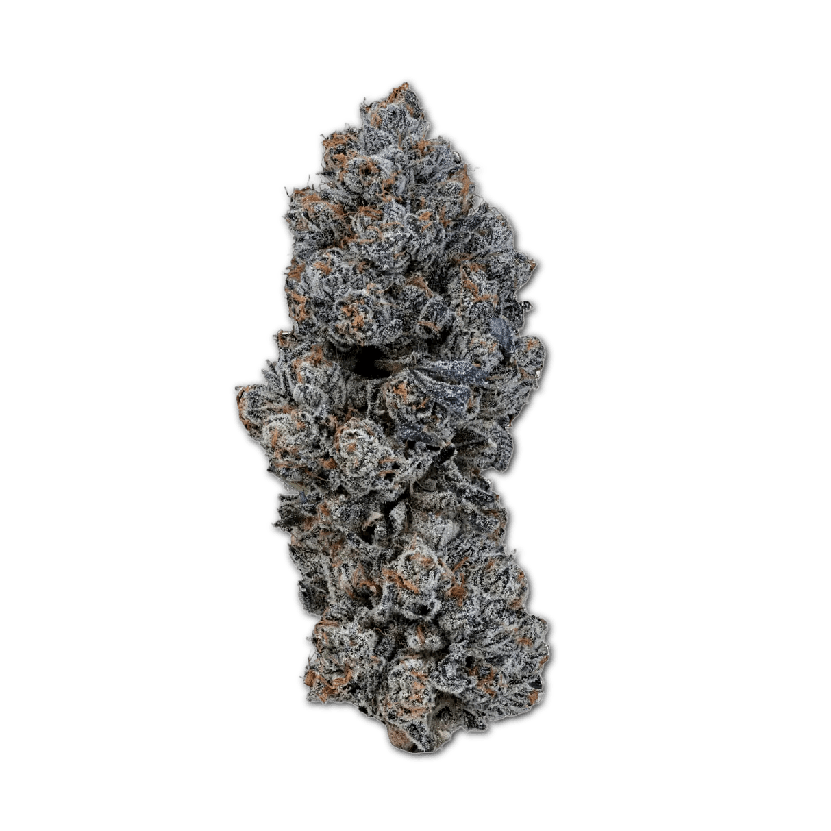 24/1 IUVO OC Neutronium