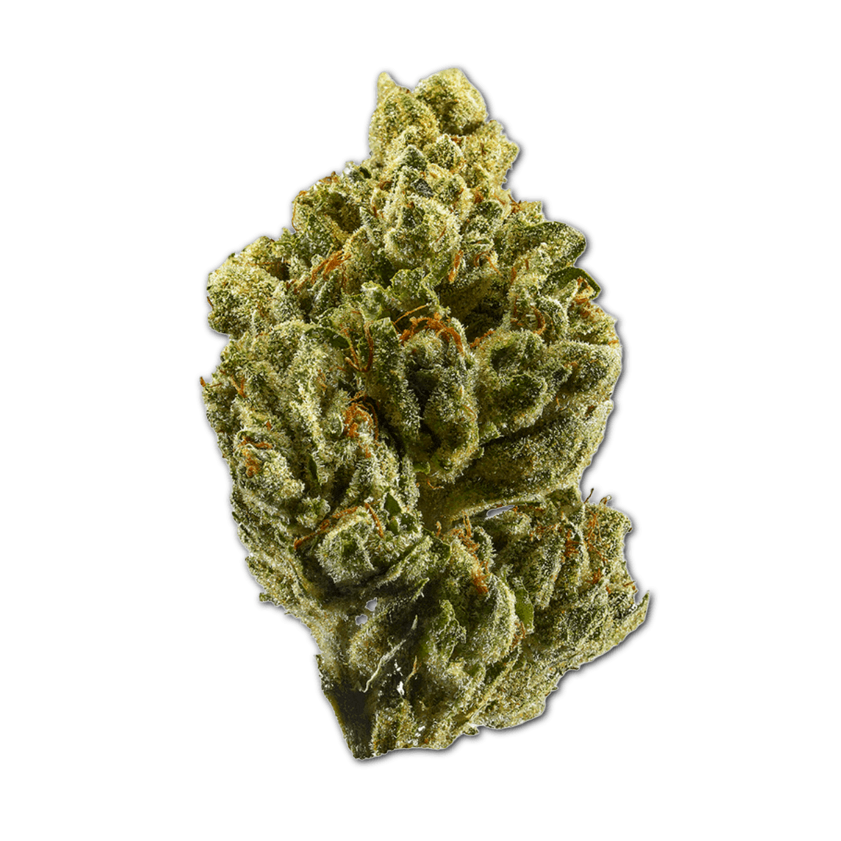 Cannamedical CM 24/1 OG Kush