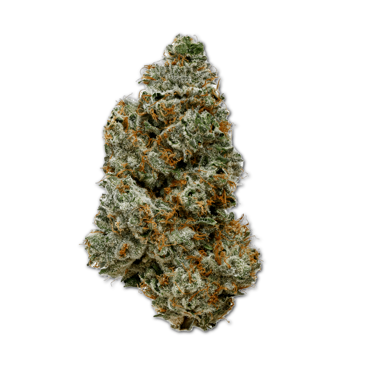 20/1 IUVO OC Orange Z