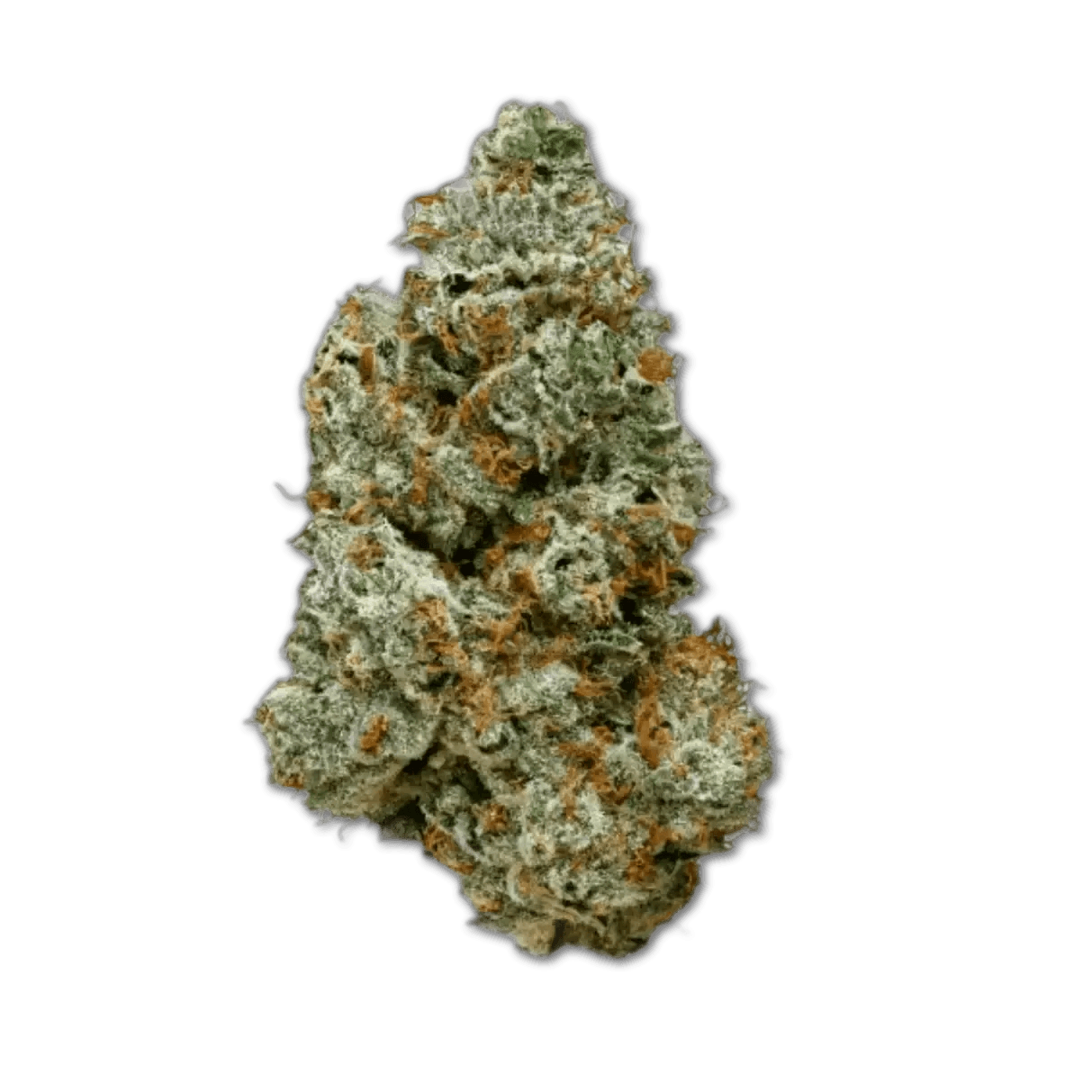 28/1 IUVO OC Orange Z