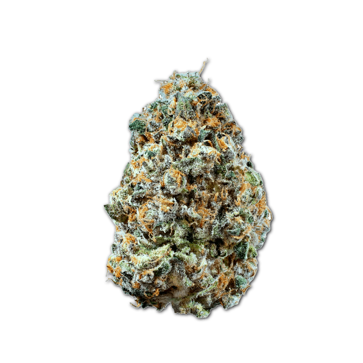 Cannamedical Hybrid Forte NM Rainbow Jungle