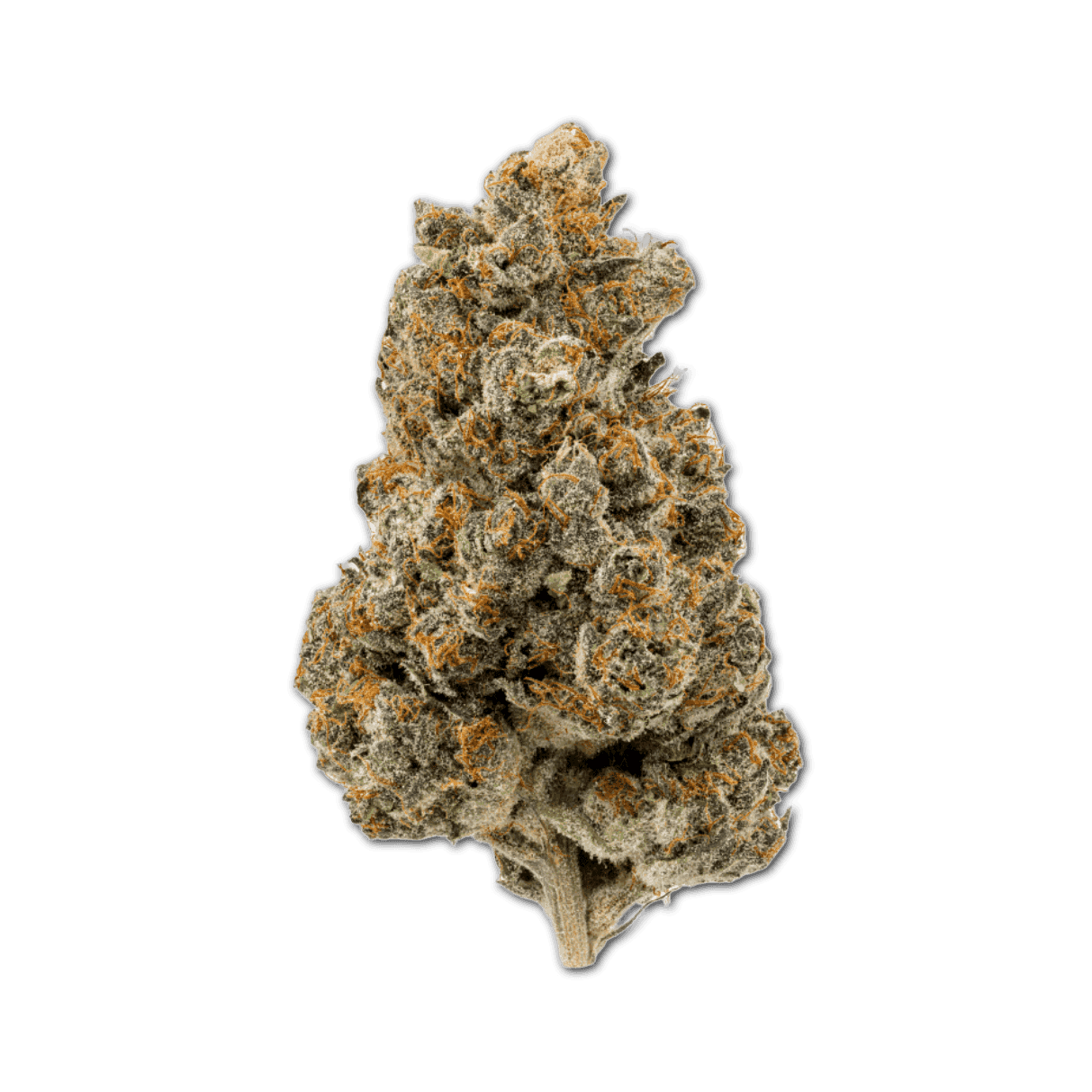 THC AKUT 22 RS11 Rainbow Sherbert #11