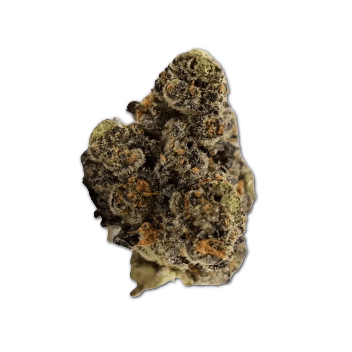 Balancial 22/1 PT Runtz