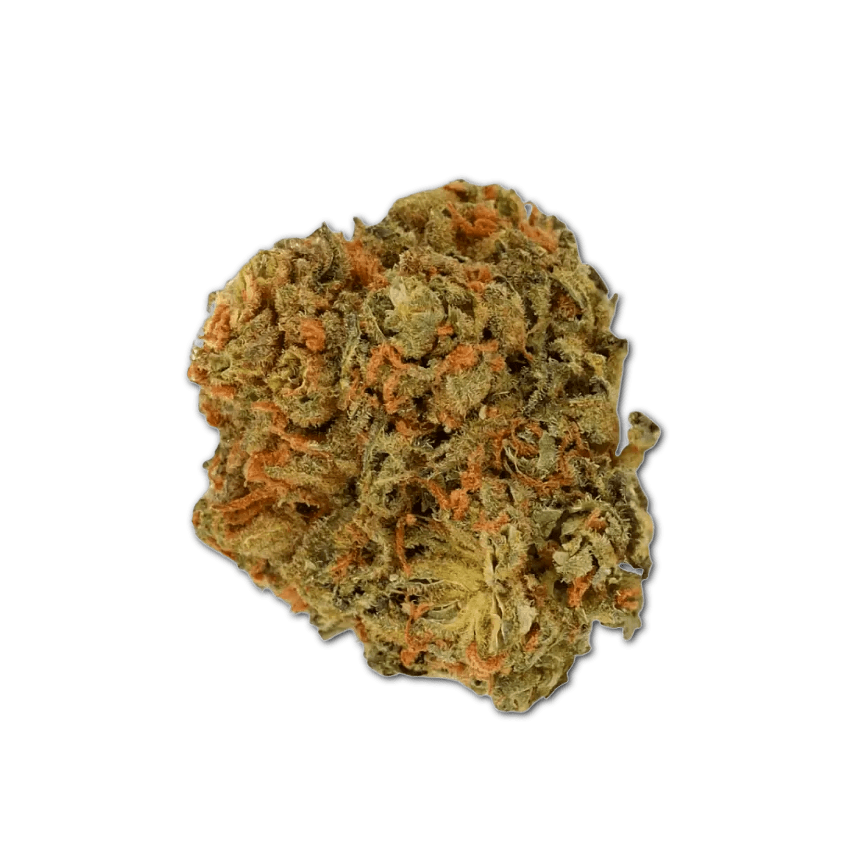 Luana 28/1 Pine Solpina Magic