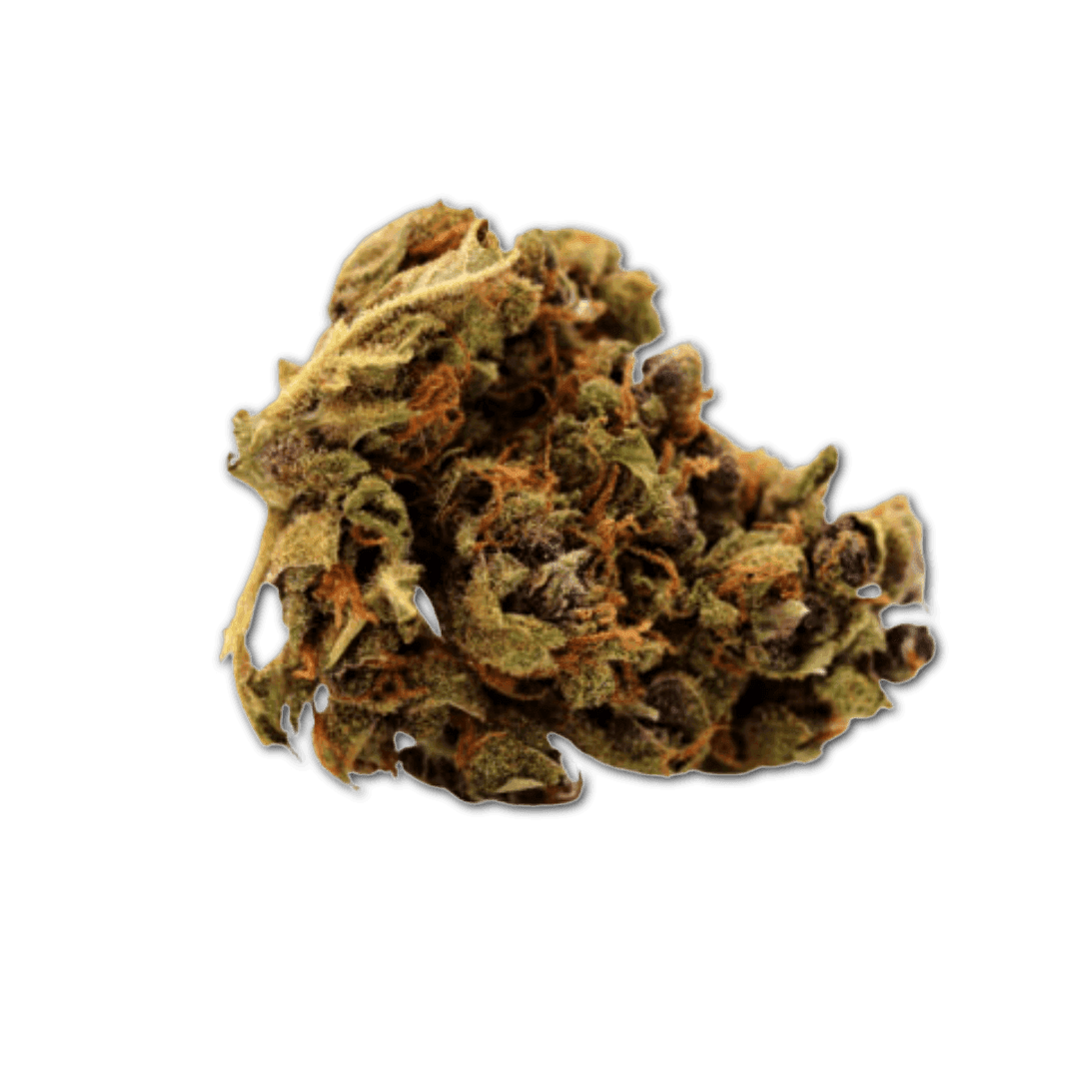 Pedanios 18/1 TNG-CA Tangerine Dream
