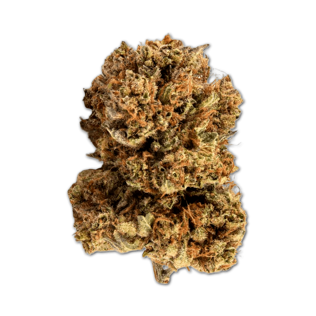 Aurora 1/16 VSP CA Vespera