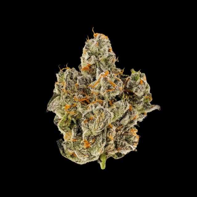 30/1 IUVO OC Platinum Oranges