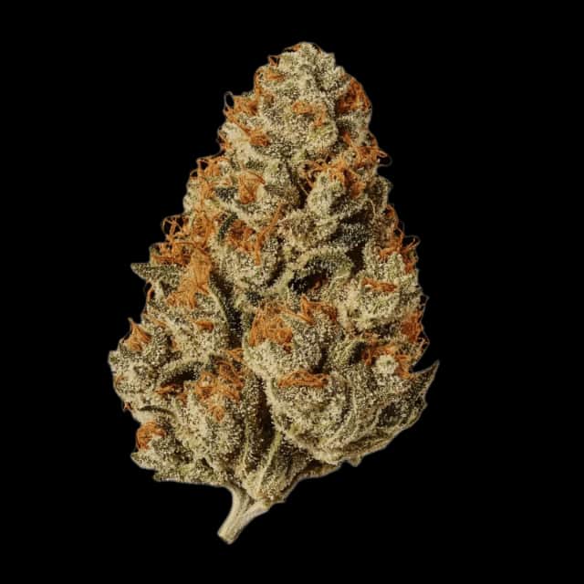 Cannamedical CM 28/1 OG Kush