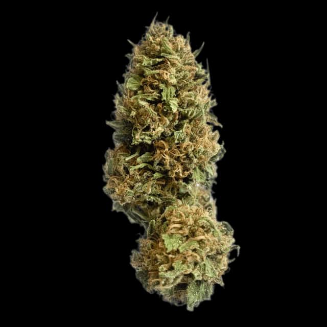 Cannamedical Hybrid Classic Blueberry Headband