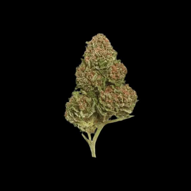 Cannamedical Hybrid classic Exodus Cheese