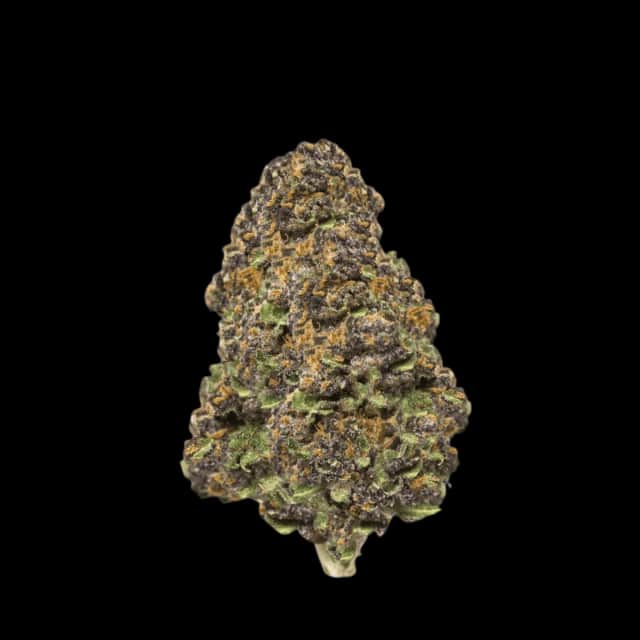 Cannamedical Hybrid Forte BC Lemon Cookies