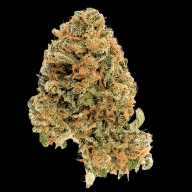 Cannamedical Hybrid Forte DK 22/1 Ghost Train Haze