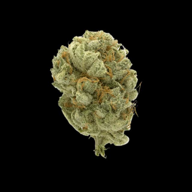 Cannamedical Hybrid forte DK SMS