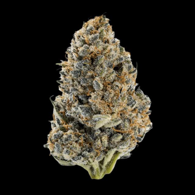 Cannamedical Hybrid Forte KA Gelato Lemon
