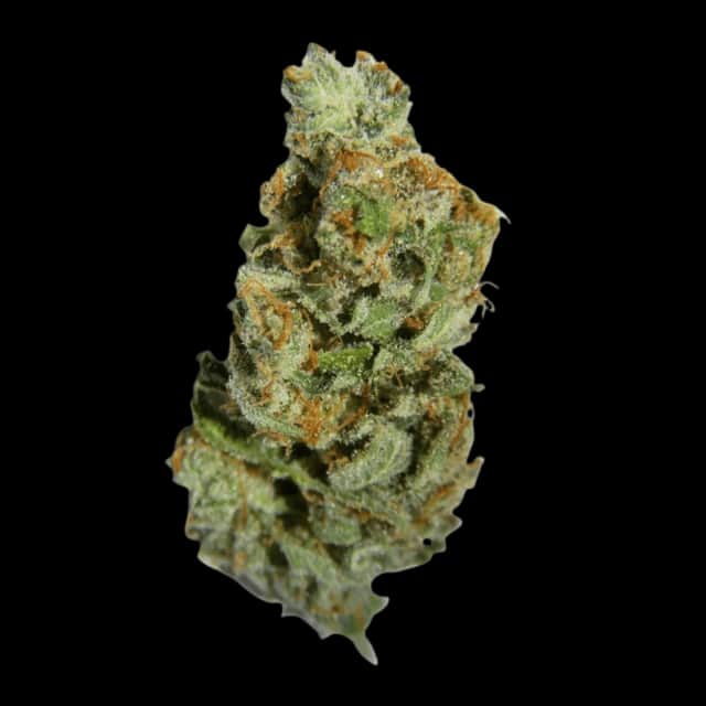Cannamedical Hybrid light NM Casey Jones