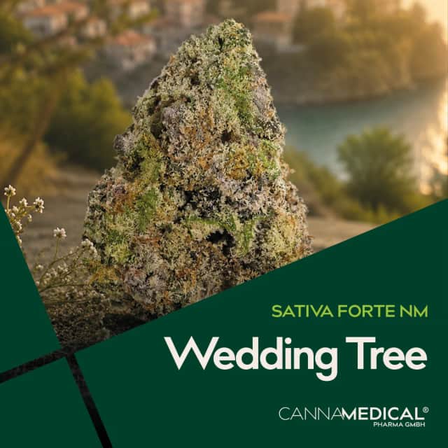 Cannamedical Sativa forte NM Wedding Tree