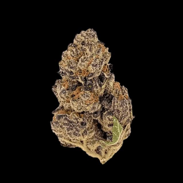 Luana 20/1 Tropicana Cookies