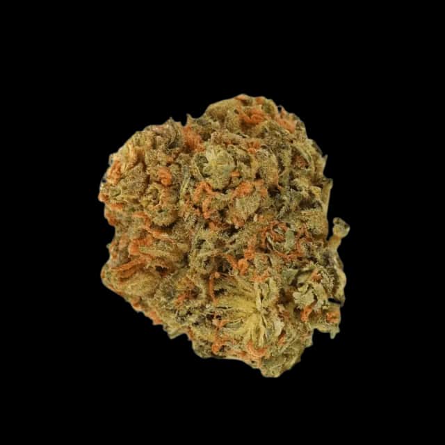 Luana 28/1 Pine Solpina Magic