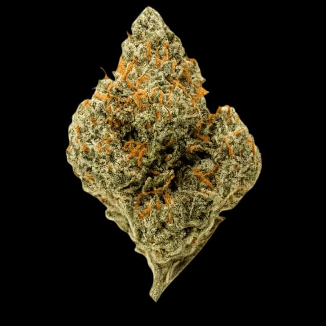 Luana Kush 20/1 Hippie Kush